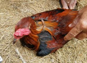 Nguyên nhân dẫn đến gà bị chướng diều khô chân