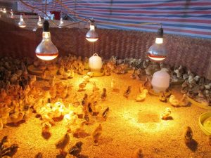 Cách úm gà con trong mùa hè