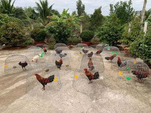 Trại gà Toàn - Trại gà Cao Lãnh nổi tiếng