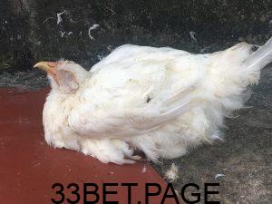 Hình 1: Nguyên nhân của bệnh Newcastle