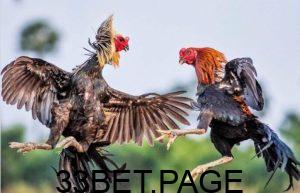 Top những chiến kê được bình chọn là xuất sắc nhất