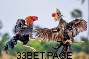 Những thông tin xoay quanh về hình thức chơi đá gà online