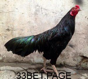 Hình 1 : Gà ô chân trắng